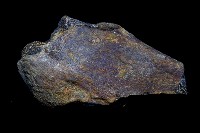 藏品(動物骨化石)的圖片